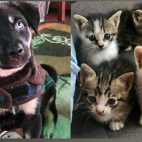 Soins et nourriture pour nos chatons et chiots
