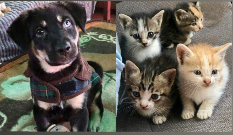 Soins et nourriture pour nos chatons et chiots