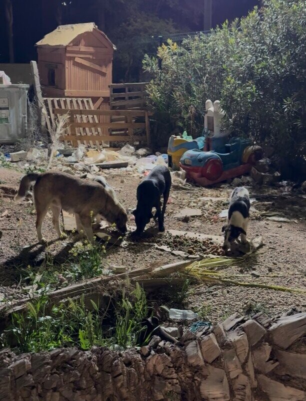 Construisons le refuge de L’Arche d’ENNAMIA 💛🐾🌴