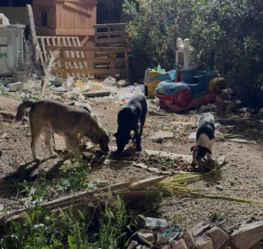 Construisons le refuge de L’Arche d’ENNAMIA 💛🐾🌴