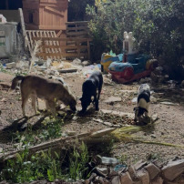 Construisons le refuge de L’Arche d’ENNAMIA 💛🐾🌴