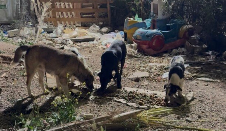 Construisons le refuge de L’Arche d’ENNAMIA 💛🐾🌴