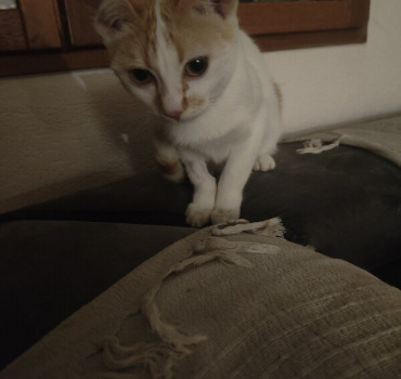 Frais Léo, Gabychat et petit choux