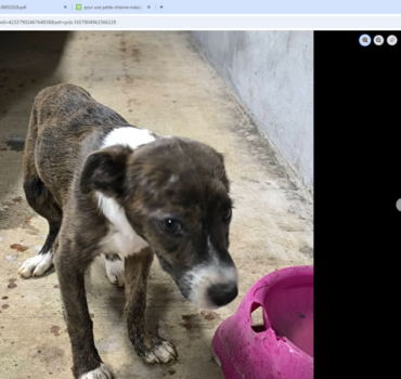 pour une petite chienne malade