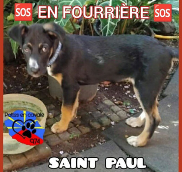 Aidez Lyi abandonnee en fourriere