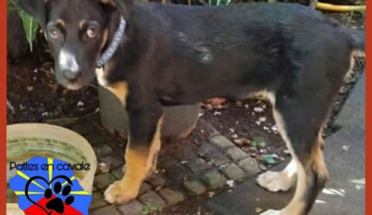Aidez Lyi abandonnee en fourriere