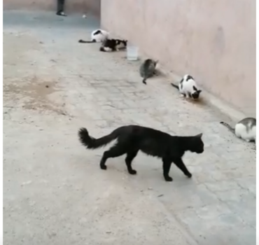 Près de Jemma El  Fna - 30 chats  à stériliser !