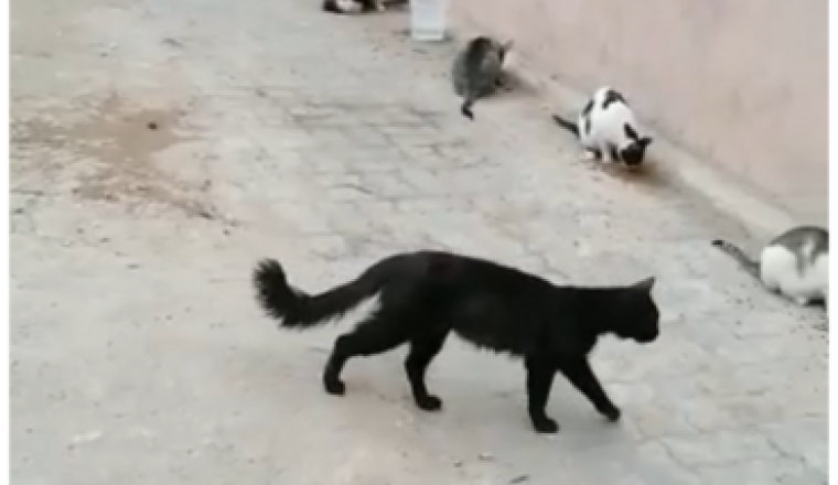 Près de Jemma El  Fna - 30 chats  à stériliser !