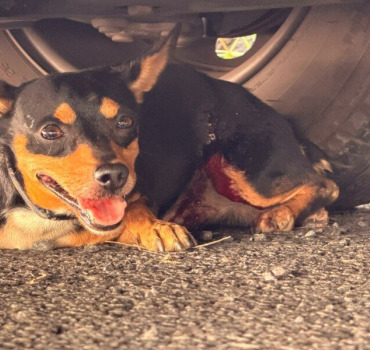 Pour un chien blessé