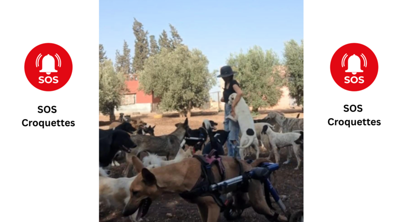 SOS - Croquettes des animaux - OUR STREET ANIMALS