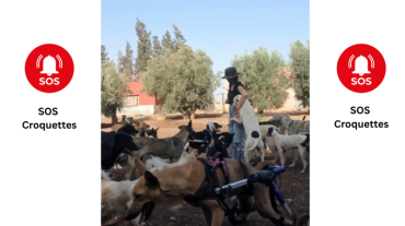 SOS - Croquettes des animaux - OUR STREET ANIMALS