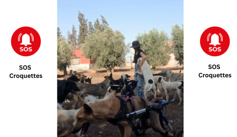 SOS - Croquettes des animaux - OUR STREET ANIMALS