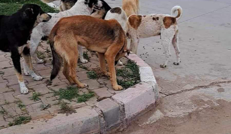 Image justificative de la cagnotte