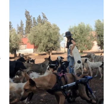 SOS STÉRILISATIONS DE 8 CHIENS ET 3 CHATS