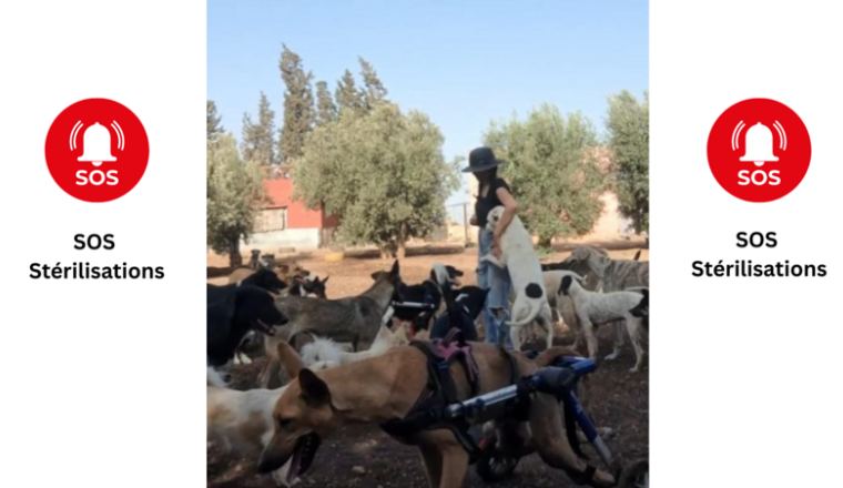 SOS STÉRILISATIONS DE 8 CHIENS ET 3 CHATS