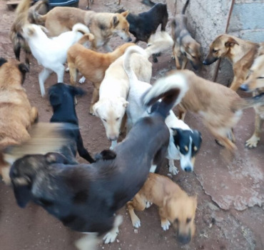 Urgence mur pour refuge