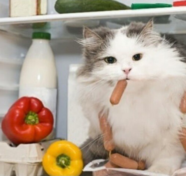 Croquettes chats