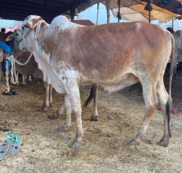Sacrifie Eid Al Adha Pakistan