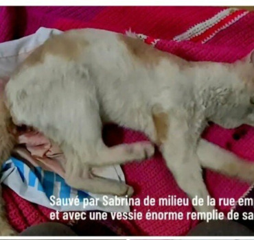Grand DANGER pour les 200 animaux de Sabrina