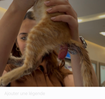 🚨😱 Félix doit bénéficier d’une chirurgie urgente