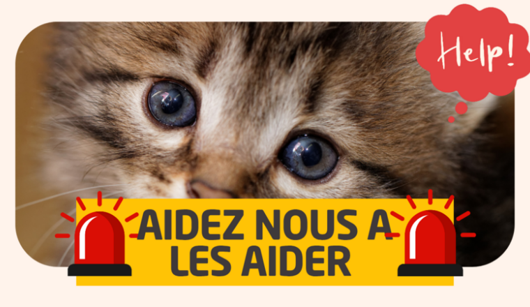 🛑🆘Sauvetages chatons 🆘🛑