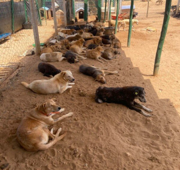 De l'ombre pour les chiens du sanctuaire