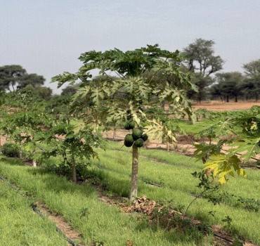 Plantons 200 arbres fruitiers au Sénégal