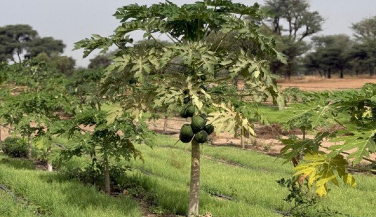 Plantons 200 arbres fruitiers au Sénégal