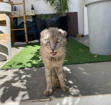 Des soins vétérinaires pour ce chat de la rue !🥹
