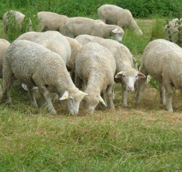 Financer un mouton pour des familles en 🇫🇷