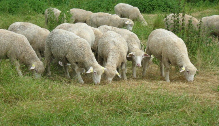 Financer un mouton pour des familles en 🇫🇷