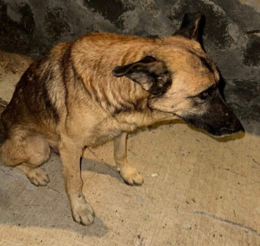 🆘🆘URGENCE CHIEN BLESSE/PERCUTE 😭😭