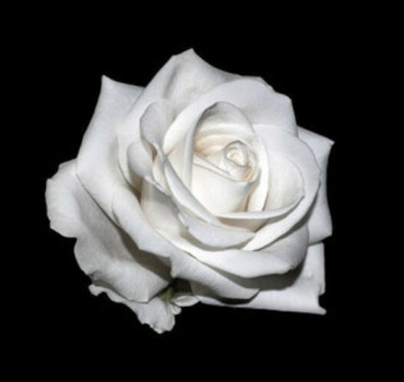 Pour toi Antoinette, A jamais dans nos cœurs ❤️