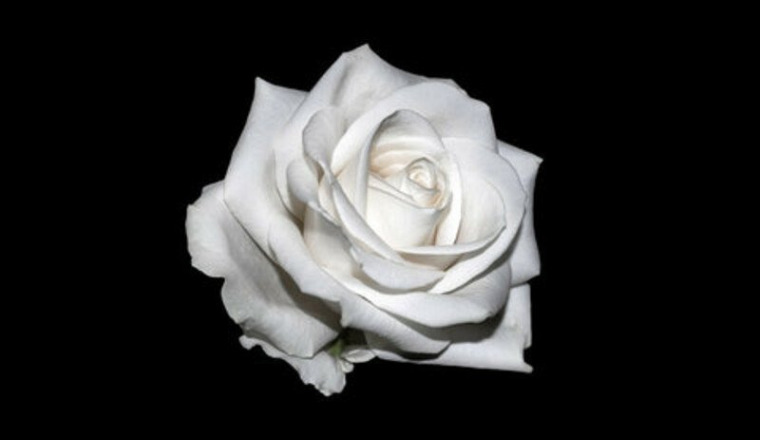 Pour toi Antoinette, A jamais dans nos cœurs ❤️