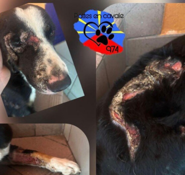🆘 🆘🆘 CHIEN BRULE QUI SOUFFRE